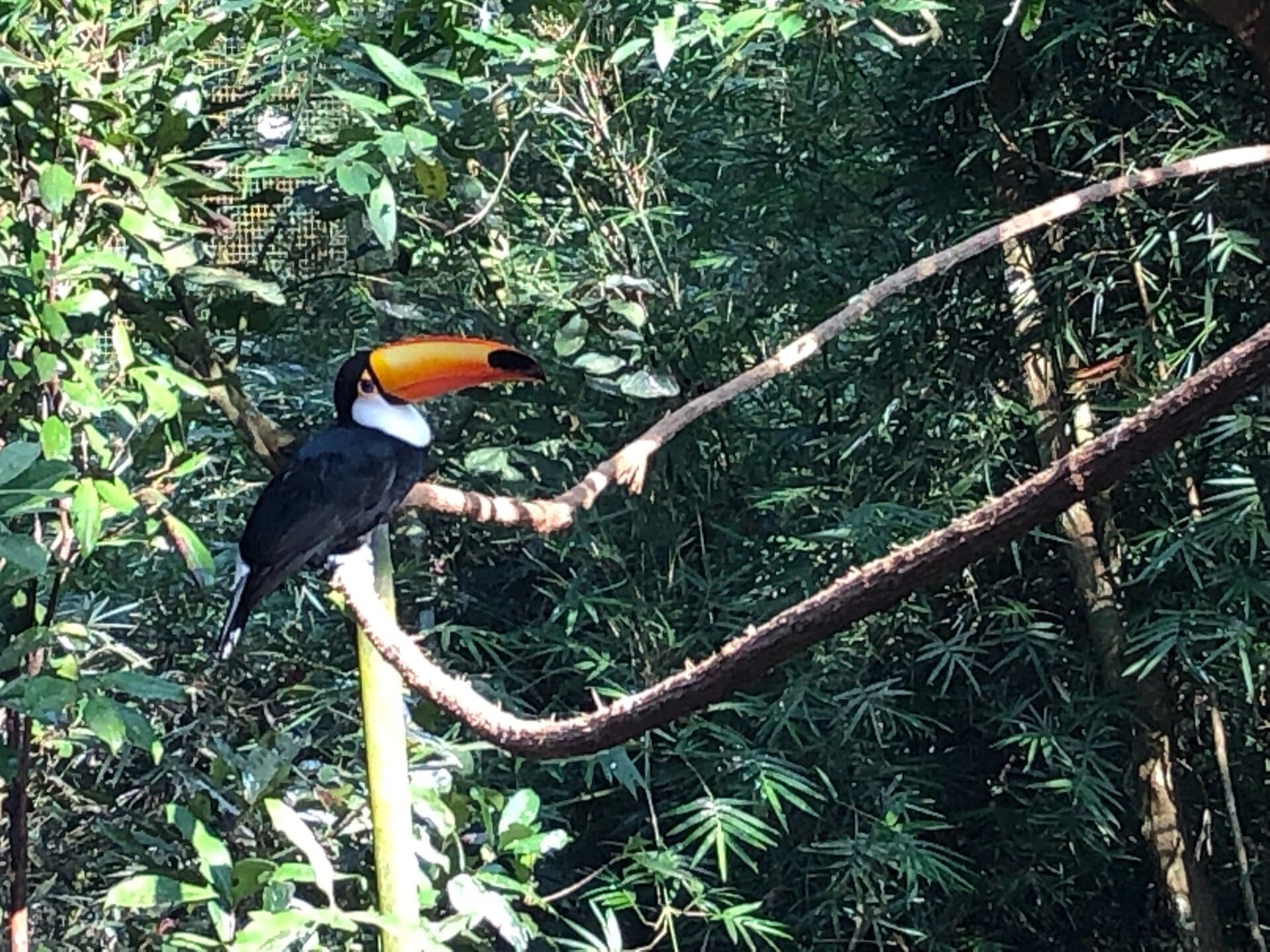 Parque das Aves: tickets, hours, and how much it costs